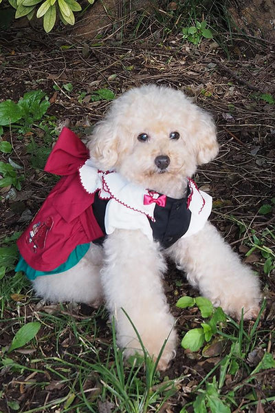 赤ずきんちゃんワンピース（Dog）